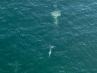 Ein Buckelwal von oben