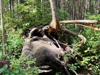 Die Natur spielt sich 