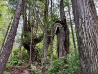 West Coast Pacific Trail