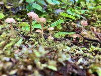 Pilzchenkindergarten