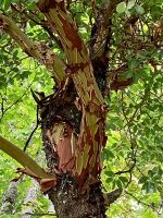 Der Arbutus schaelt sich 