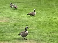 Kanada Gaense bewachen die Maile 0