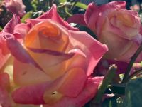 Rosen vom Empress Hotel in Victoria