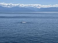 War das soeben ein Wal ?