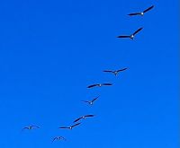 Wir ziehen in den Sueden