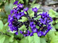 Das Vanillebluemchen in Butschart Garden