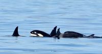 Orcas bei der Walbeobachtung in Victoria vom Schiffskapitaen