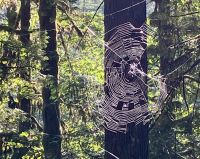 Das Spinnenetz im Capilano Park