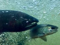 Lachs und Lachsforelle in der Leiter der Fischaufzucht