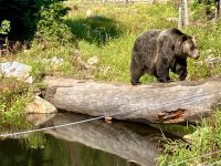 Coola geht ueber seine Bruecke