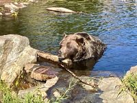 Grinder hat zuviel gegessen vielleicht bereit fuer Winterschlaf ?