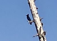 Der Blue Jay (blauer Reiher) kontrolliert die Holzhacker