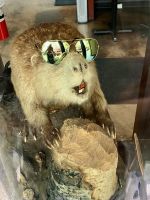 Aufwiedersehen sagt der Bieber