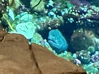 Die Moraene im Aquarium vom Flughafen Vancouver verabschiedet sich auch bei uns