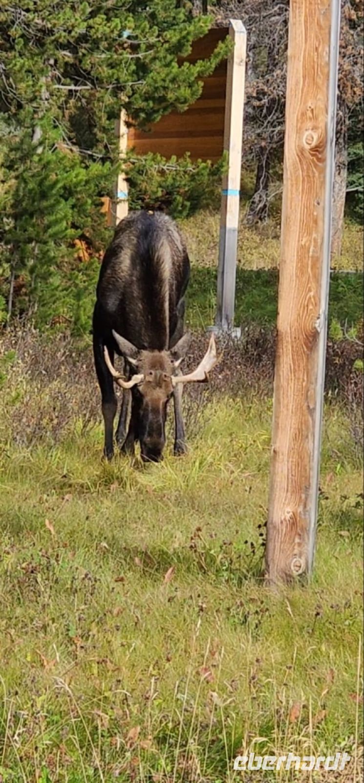 Elch gesichtet!.jpeg