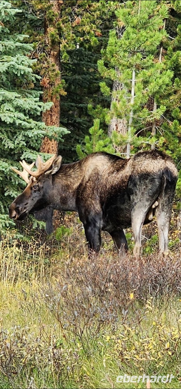 WOW - ein Elch!.jpeg
