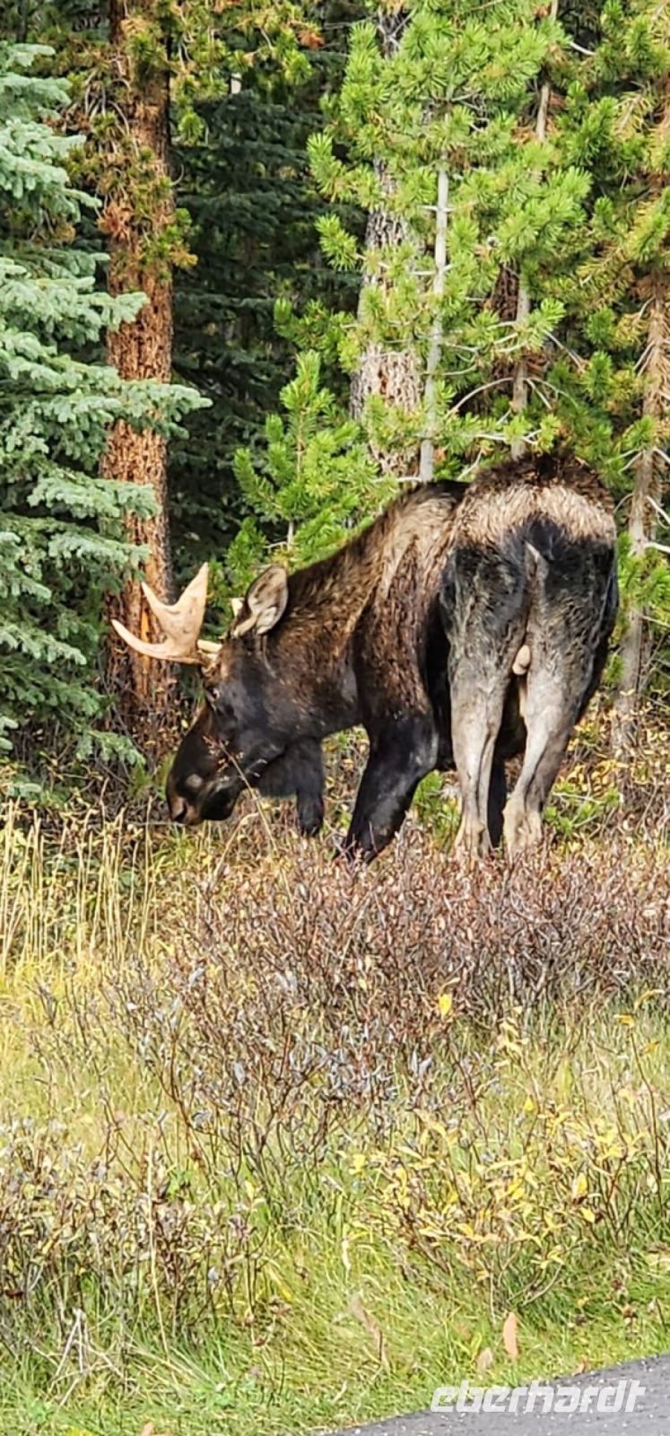 huh huh - ein Elch.jpeg