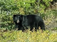 da staunt der Bär - und wir! .jpeg