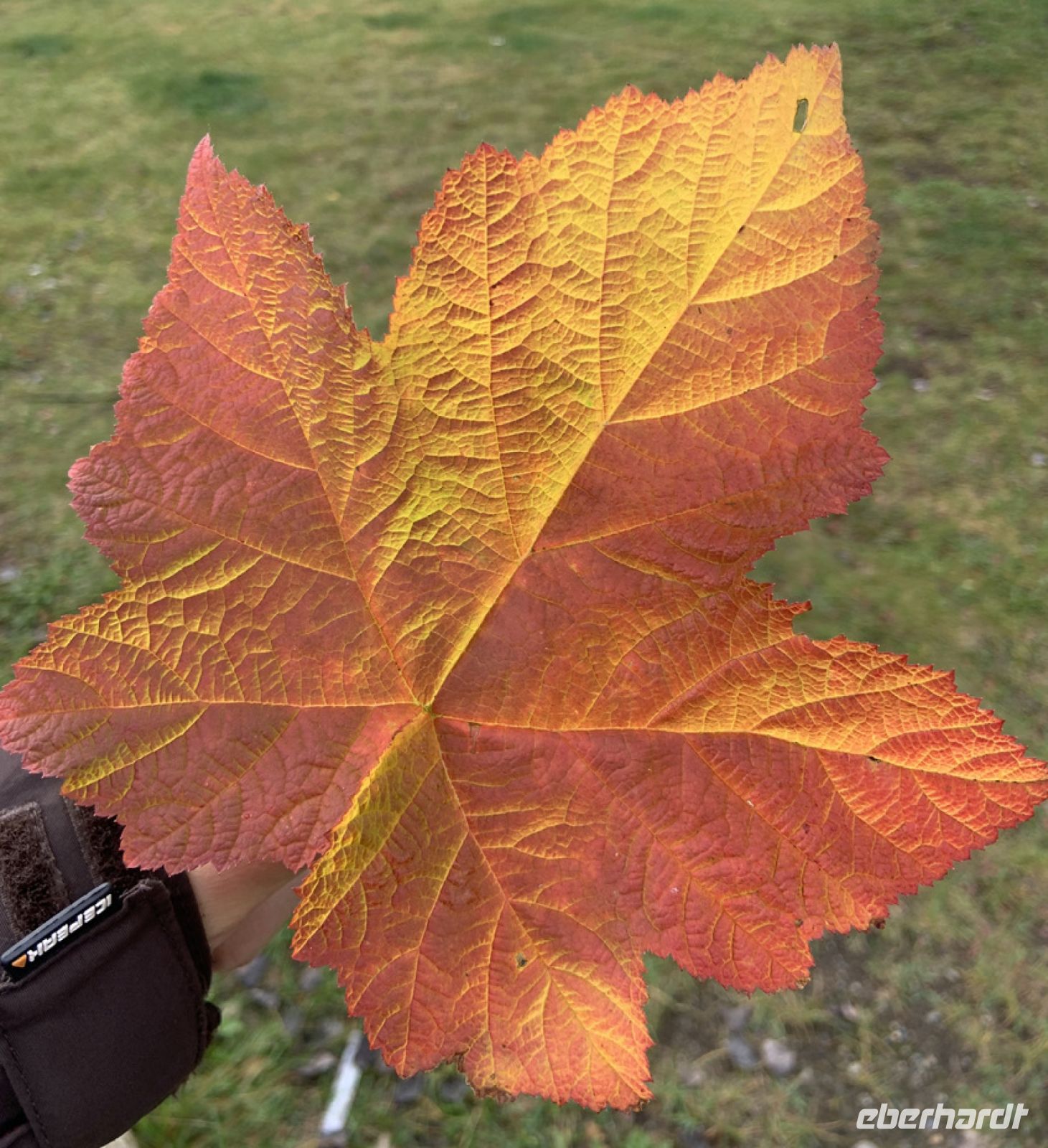 welch eine Farbe ! .jpeg