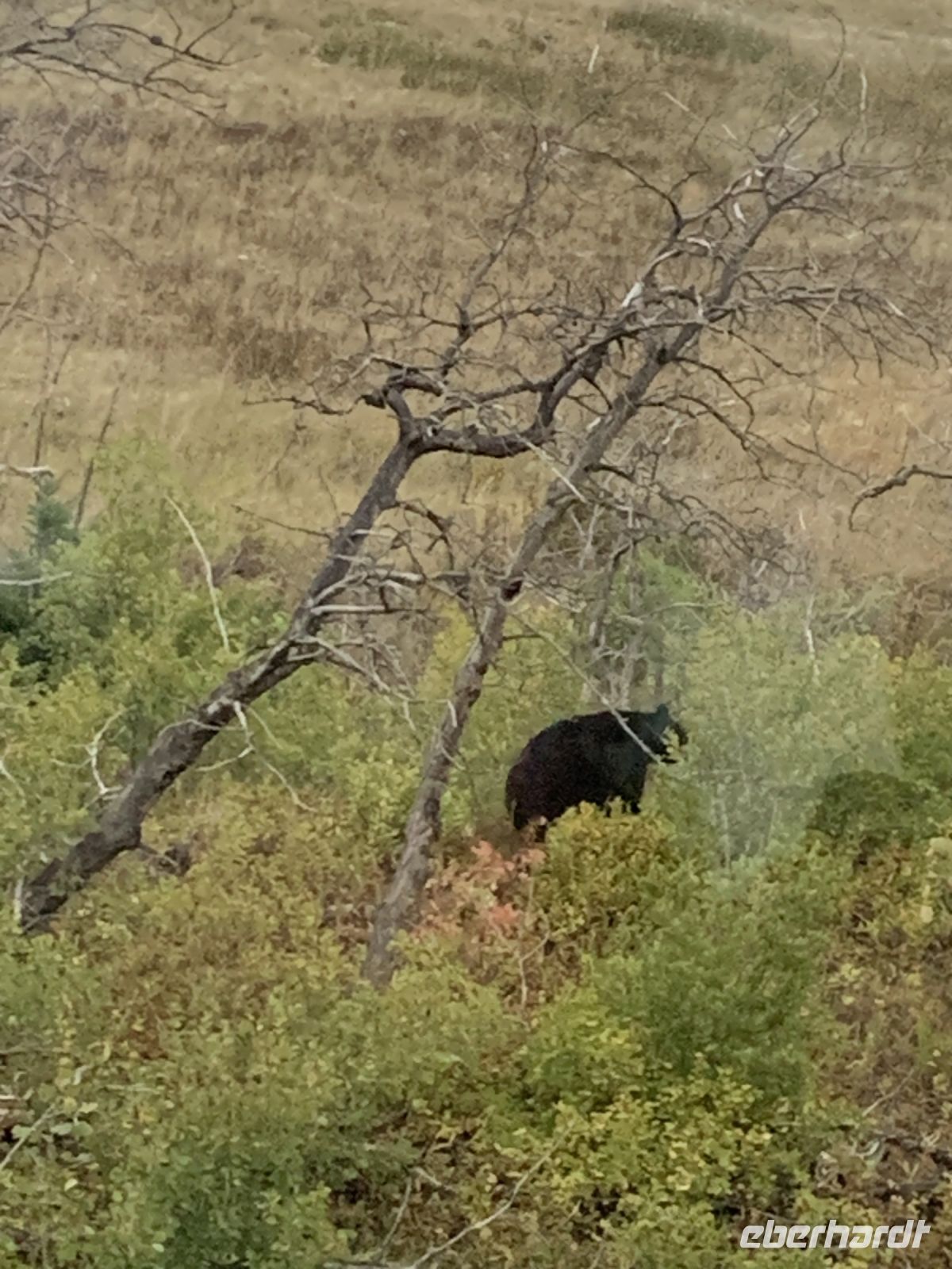 Wer sah den Bär zuerst?.JPG