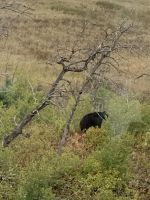 Wer sah den Bär zuerst?.JPG