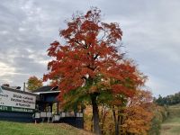 4. Reisetag – Indian Summer in der Muskoka-Region – Spaziergang vom Hidden Valley zum Deerhurst Resort