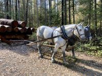 5. Reisetag – Durch den Algonquin Park nach Ottawa – Spaziergang durch das Logging Museum