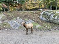 6. Reisetag – Von Ottawa nach Montréal – Besuch des Omega-Wildparks – Wapiti-Hirschkuh