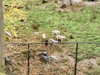 6. Reisetag – Von Ottawa nach Montréal – Besuch des Omega-Wildparks – Grauwölfe