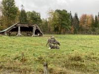 6. Reisetag – Von Ottawa nach Montréal – Besuch des Omega-Wildparks – Caribous