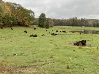 6. Reisetag – Von Ottawa nach Montréal – Besuch des Omega-Wildparks – Bisons