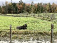 6. Reisetag – Von Ottawa nach Montréal – Besuch des Omega-Wildparks – Elche