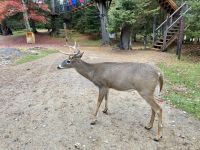 6. Reisetag – Von Ottawa nach Montréal – Besuch des Omega-Wildparks – Weißwedelhirsch