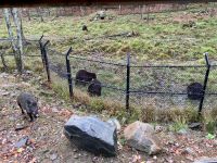 6. Reisetag – Von Ottawa nach Montréal – Besuch des Omega-Wildparks – Schwarzbären