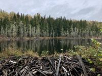 8. Reisetag – Erholungstag am Lac Taureau – Herbstlicher Waldspaziergang – Biberdamm