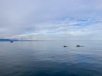 10. Reisetag – Ausflug nach Tadoussac – Walbeobachtung auf dem Sankt-Lorenz-Strom – Buckelwale