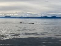 10. Reisetag – Ausflug nach Tadoussac – Walbeobachtung auf dem Sankt-Lorenz-Strom