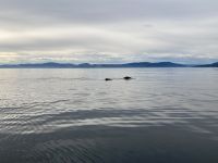 10. Reisetag – Ausflug nach Tadoussac – Walbeobachtung auf dem Sankt-Lorenz-Strom