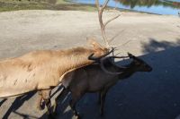 Omega Park Wildgehege