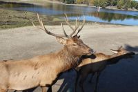 Omega Park Wildgehege