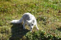 Omega Park Wildgehege Polarfuchs