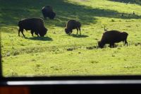 Omega Park Wildgehege