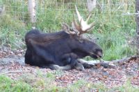 Elche - Könige der Wälder