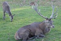 Omega Park Wildgehege 12-Ender