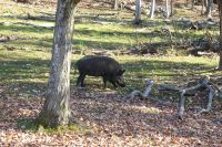 Omega Park Wildgehege