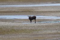 Elch im trockenen Medicine Lake