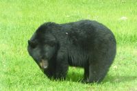 Meister Petz am Wegrand