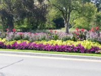 Blumen, Blumen in Parks und entlang der Strassen