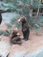 Algonquin - Visitor Centre - auch Bären leben hier in den Wälder 