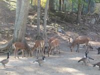 Parc Omega - Rehe und Wildenten